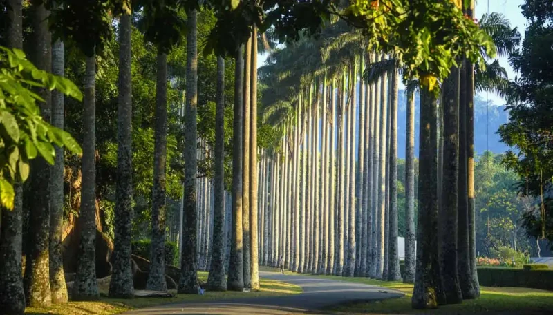 Royal botanic gardens, Peradeniya